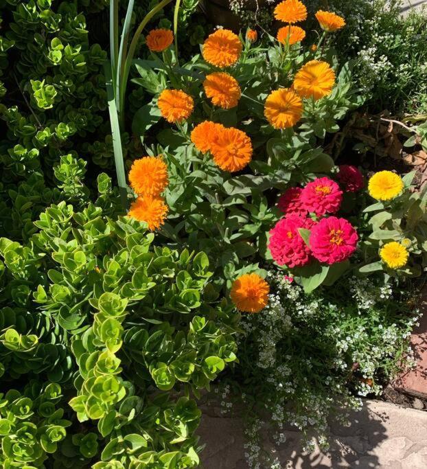 Encanto Cactus Flower Casita 피닉스 외부 사진