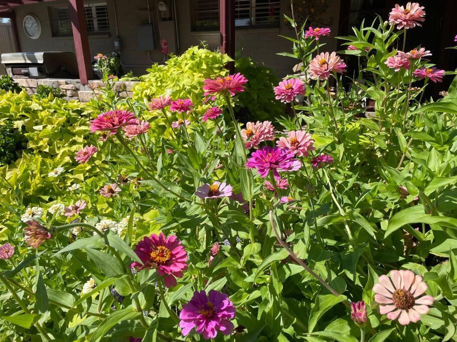 Encanto Cactus Flower Casita 피닉스 외부 사진